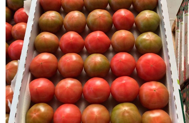 martda-pomidor-ixraci-azalib